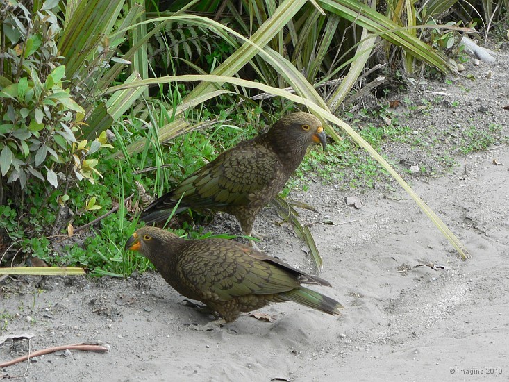 11.54- Keas (nestor notabilis).JPG